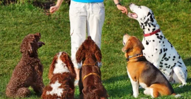 8 techniques to help dogs with noisesensitivity