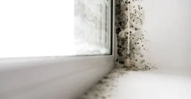 why mold testing matters in places like palm harbor, florida