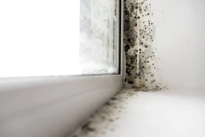 why mold testing matters in places like palm harbor, florida